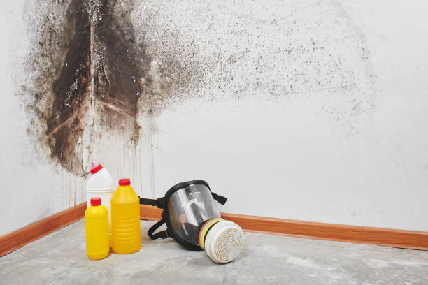 Best Office Mold Removal Services  in Ntgomery City, MO