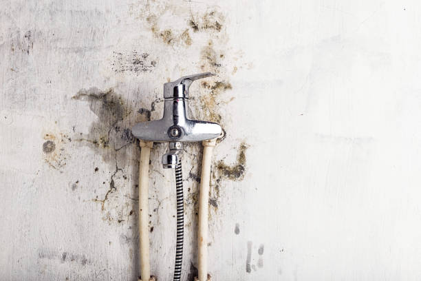 Best Mold Testing  in Ntgomery City, MO