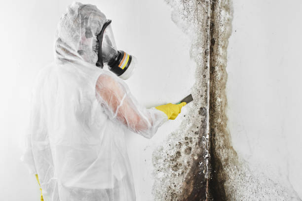 Certified Mold Removal in Montgomery City, MO