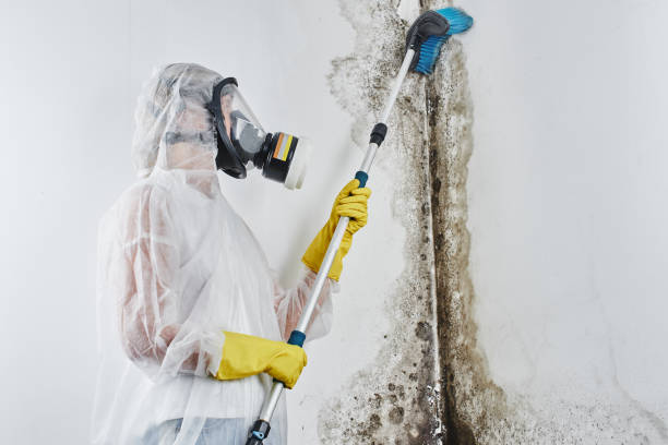 Best Mold Removal Near Me  in Ntgomery City, MO