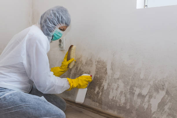 Best Residential Mold Removal  in Ntgomery City, MO