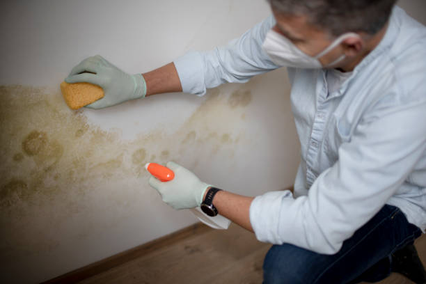 Best Mold Remediation Services  in Ntgomery City, MO
