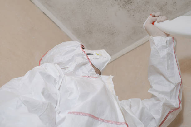 Best Local Mold Removal Service  in Ntgomery City, MO