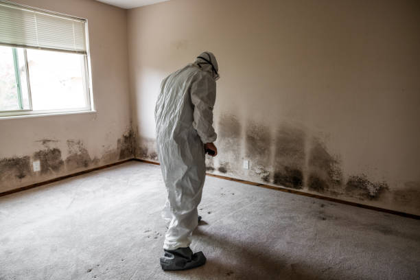 Best Same-Day Mold Removal  in Ntgomery City, MO