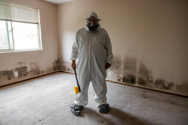 Best Mold Damage Repair  in Ntgomery City, MO