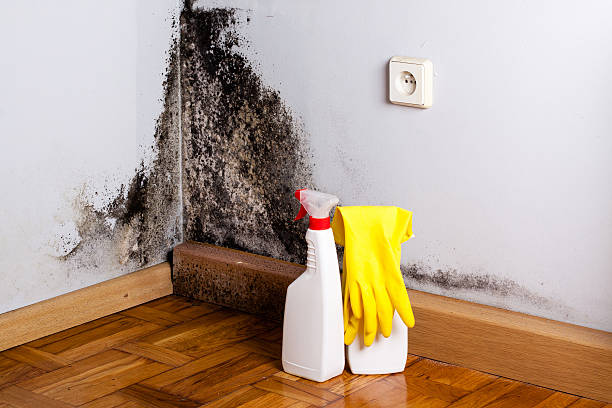 Best Office Mold Removal Services  in Ntgomery City, MO