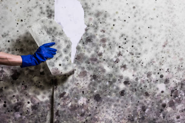 Best Mold Testing  in Ntgomery City, MO