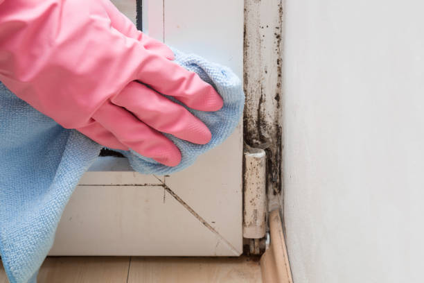 Best Mold Cleaning Services  in Ntgomery City, MO