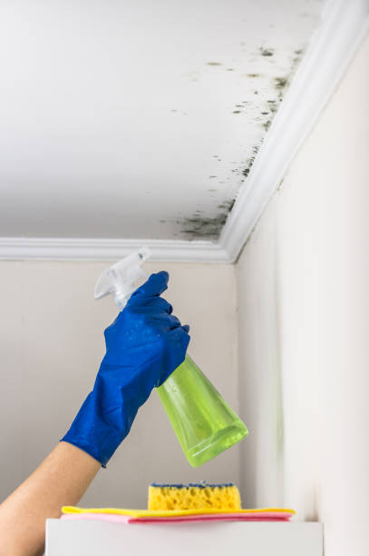Best Mold Removal and Inspection  in Ntgomery City, MO